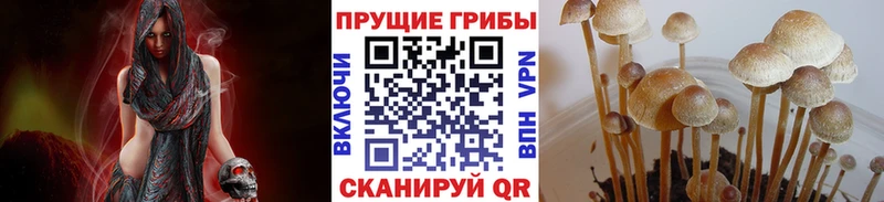Псилоцибиновые грибы ЛСД  darknet телеграм  Пущино 